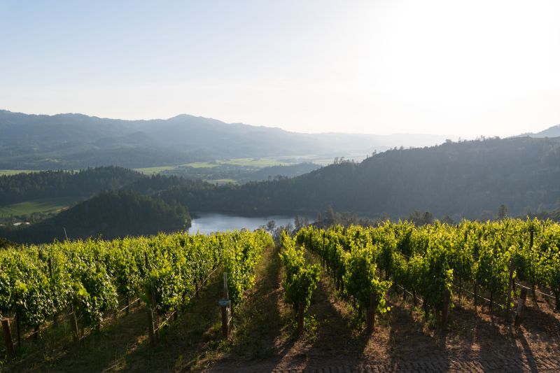 Vineyard rows on rolling hills with distant mountains and sunrise light