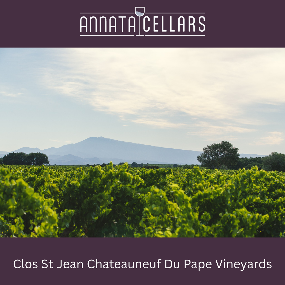 Châteauneuf-du-Pape red wine vineyard rows at Clos St Jean, with distant hills