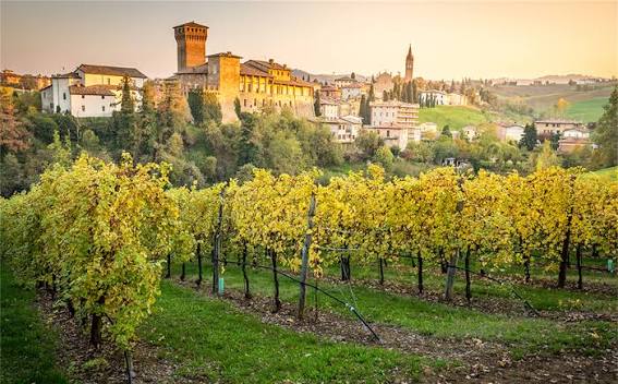Sangiovese vineyard rows with grapevines and countryside hills in daylight