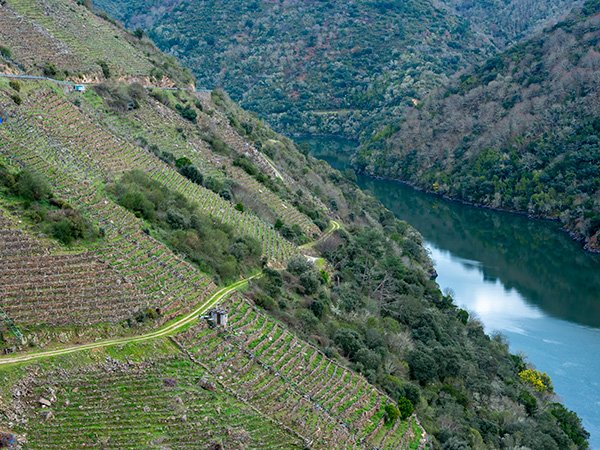 Vineyard hillside with terraced rows, winding road, and river view