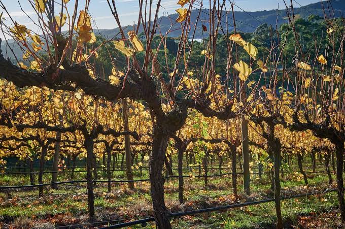 Grape vineyard rows with trellised vines and autumn leaves