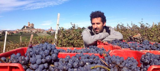 2017 Barolo Riserva wine harvest: grapes in red crates with workers