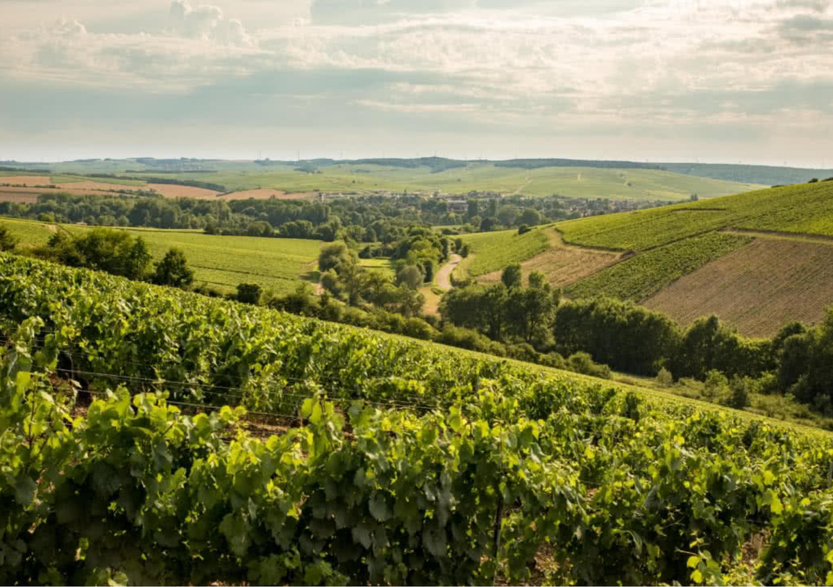 Chablis vineyard rows with green grapevines and rolling hills in view