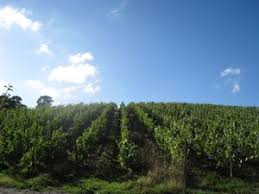 Savennieres vineyard rows with green grapevines and a dirt path between rows