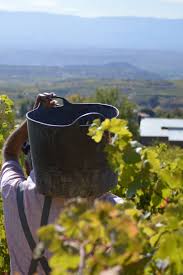 Vineyard worker holding dark bucket of grapes, Rioja Tempranillo wine scene