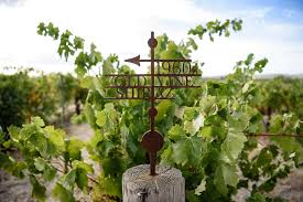 Vineyard rows with grapevines and a metal trellis signpost