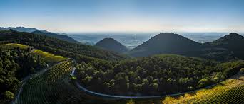Vineyard hills with winding road and lush green rows