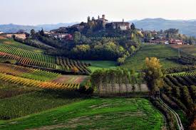 Barbaresco wine vineyard rows on a hillside landscape