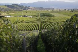 Marlborough vineyard rows with trellised grape vines