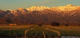 Vineyard landscape with rows of grapevines and distant hills