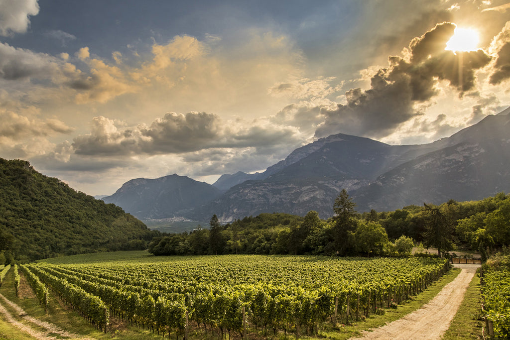 Vineyard rows with mountains and winding dirt path in the countryside