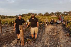 Barossa Valley Shiraz vineyard path with two workers among grapevines