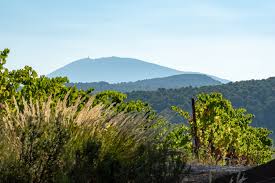 Vineyard slope with grape rows and scattered trees