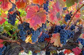 Grapes on the vine with autumn leaves and blue grape clusters