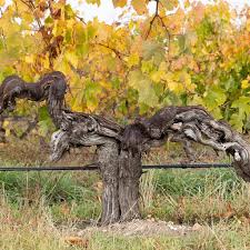 Barossa Valley Shiraz vineyard vines growing from gnarled old roots