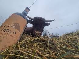 Wine bottle resting on hay with label visible